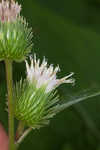 Lesser burdock